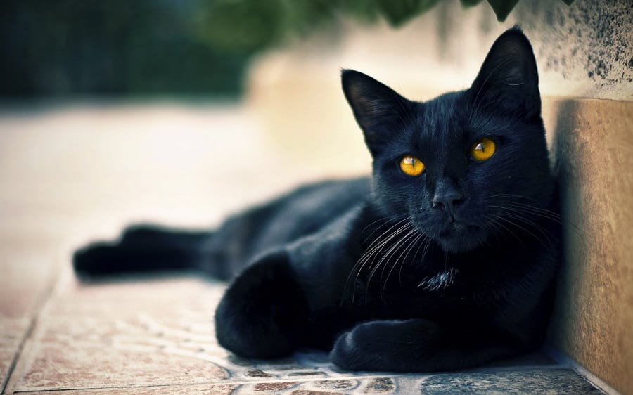 Mơ thấy mèo đen bị ốm